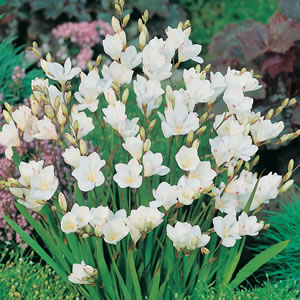 Spring Show Bag – 125 Bulbs